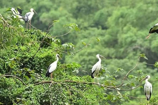 COP17: Thu hẹp khoảng cách giữa cam kết bảo tồn đa dạng sinh học và nguồn lực thực hiện