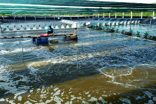 Cà Mau xây dựng “pháo đài” phòng, chống thiên tai từ cơ sở