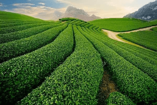 Lâm Đồng mở rộng hợp tác thương mại, thúc đẩy nông nghiệp và du lịch xanh với Nam Phi