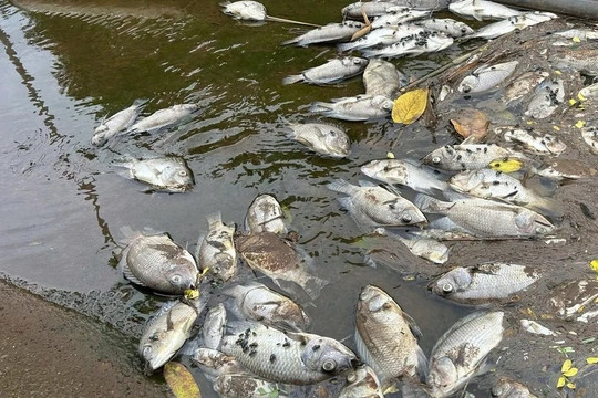 Đắk Lắk: Phát hiện 4 doanh nghiệp có dấu hiệu xả thải trái phép