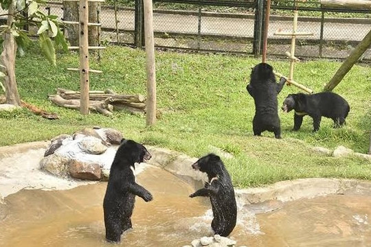 Vườn quốc gia Bạch Mã tiếp nhận thêm ba cá thể gấu ngựa