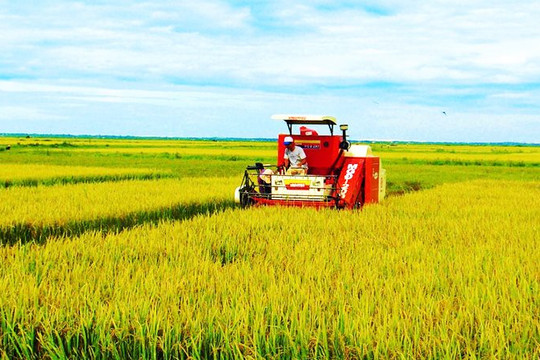 Cà Mau: Canh tác lúa phát thải thấp, giảm chi phí, tăng lợi nhuận