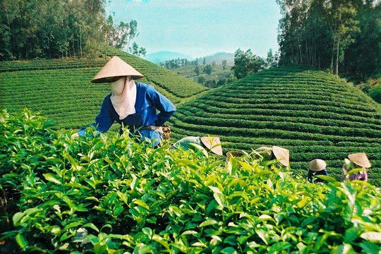 Thái Nguyên phát huy giá trị Ngũ đại danh trà, thúc đẩy nông nghiệp xanh