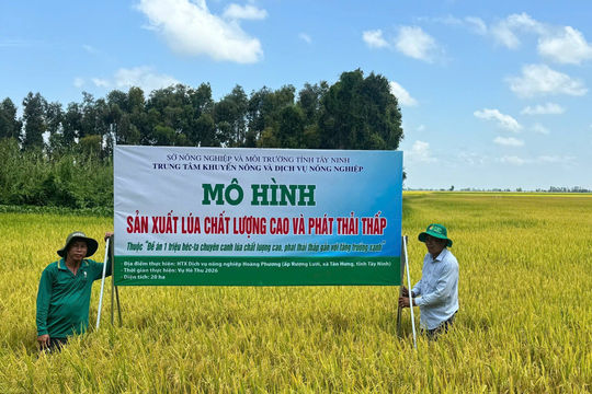 Tây Ninh triển khai 113 mô hình lúa chất lượng cao, thúc đẩy tăng trưởng xanh