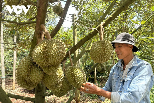 Đắk Lắk chuẩn hóa canh tác sầu riêng, thúc đẩy phát triển nông nghiệp xanh
