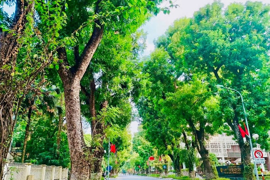 Đề xuất danh mục cây xanh đô thị có khả năng giảm bụi mịn, hấp thụ khí thải