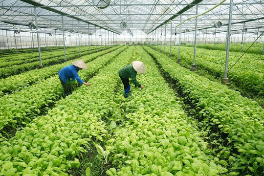 Huế thúc đẩy nông nghiệp xanh, gia tăng giá trị nông sản