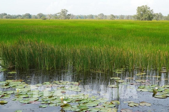 Đồng Tháp chủ động thích ứng biến đổi khí hậu, bảo vệ vùng sản xuất lúa, tôm