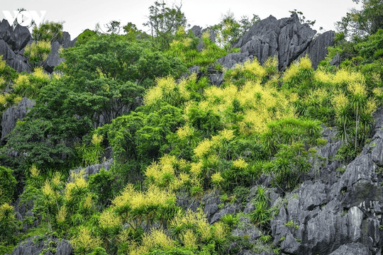 Quảng Ninh bảo tồn đa dạng sinh học, tạo nền tảng cho kinh tế xanh