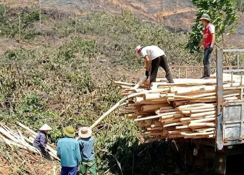 Thanh Hóa: Nâng chất rừng trồng từ chứng chỉ FSC đến bài toán hoàn thiện chuỗi giá trị