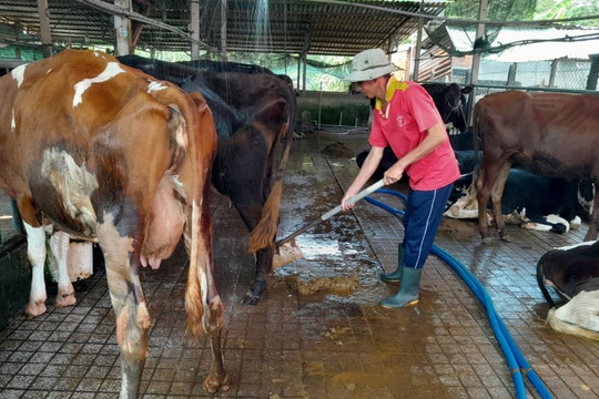 Bắc Ninh tăng cường vệ sinh môi trường, phòng dịch bệnh trên đàn vật nuôi