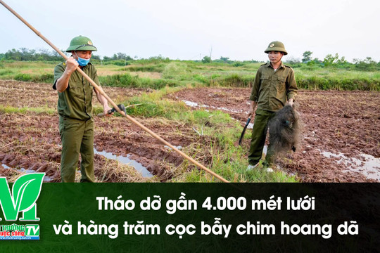 [VIDEO] Tháo dỡ gần 4.000 mét lưới và hàng trăm cọc bẫy chim hoang dã