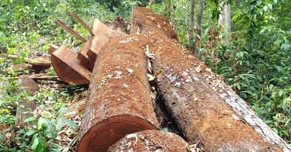 Quảng Ngãi: Phát hiện vụ phá rừng quy mô lớn