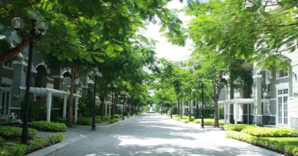 Cȃy xanh là yếu tố bắt buộc để xȃy dựng đȏ thị xanh, vӑn minh