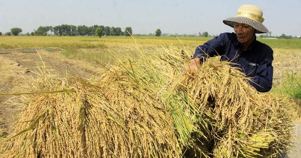 Thái Bình khẩn trương thu hoạch lúa, rau màu trước diễn biến phức tạp ...