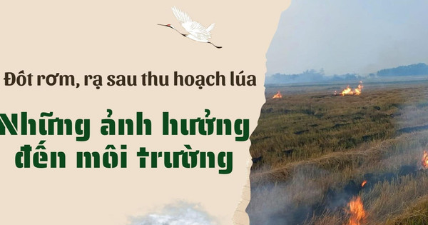 Đốt rơm, rạ sau thu hoạch lúa: Những ảnh hưởng đến môi trường